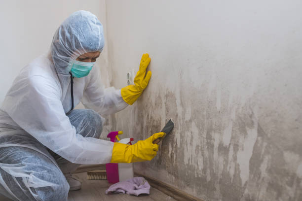 Best Attic Mold Remediation in Brewster, NY