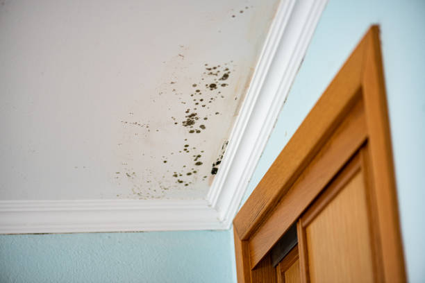 Best Post-Flood Mold Remediation in Brewster, NY