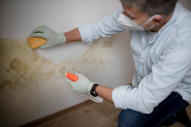 Best White Mold Remediation in Brewster, NY