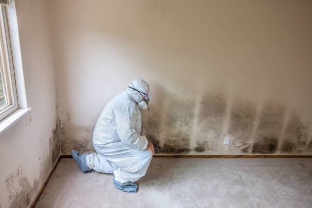 Brewster, NY Mold Remediation Company